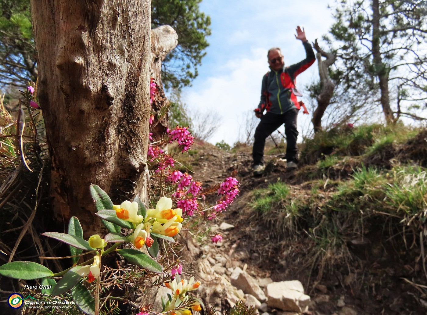 60 Polygala - Falso bosso con erica.JPG